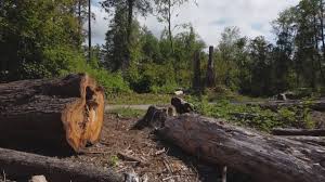 Best Root Management and Removal  in Wink, TX