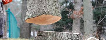 Best Leaf Removal  in Wink, TX