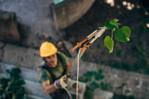 Trusted Wink, TX Tree Services Experts